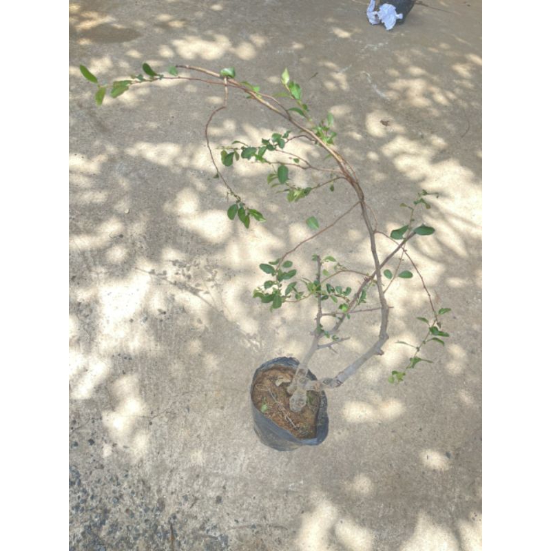 Cây hoa Mai đỏ bonsai Nhật Bản - giống siêu nụ cho hoa Tết Nguyên Đán