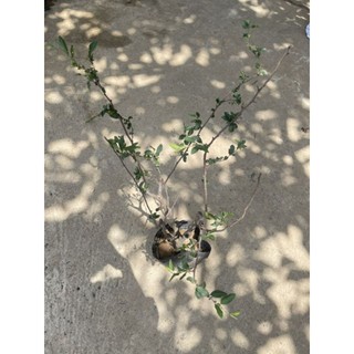 Cây hoa Mai đỏ bonsai Nhật Bản - giống siêu nụ cho hoa Tết Nguyên Đán