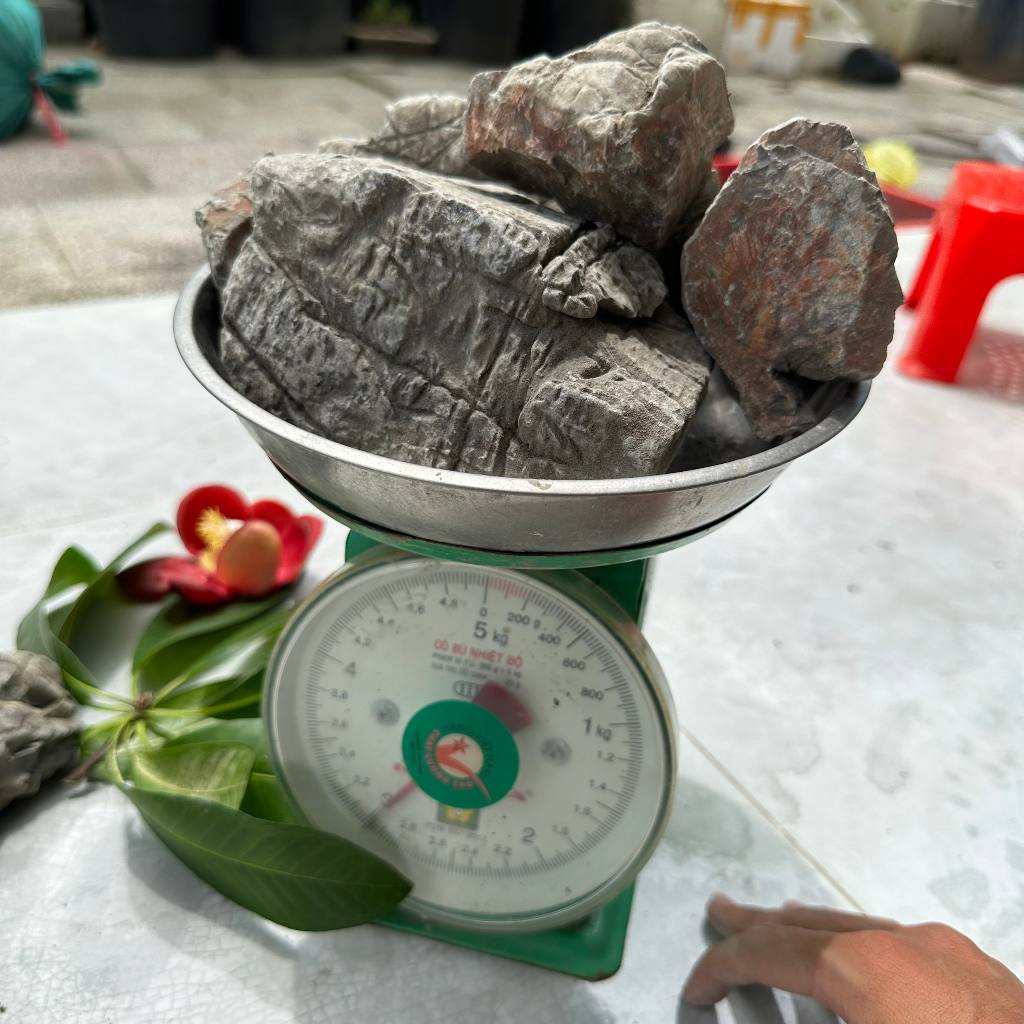 Đá da voi thủy sinh