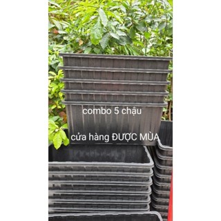 combo 5 khay chậu chữ nhật lớn 63x26x30cm trồng rau tiện lợi