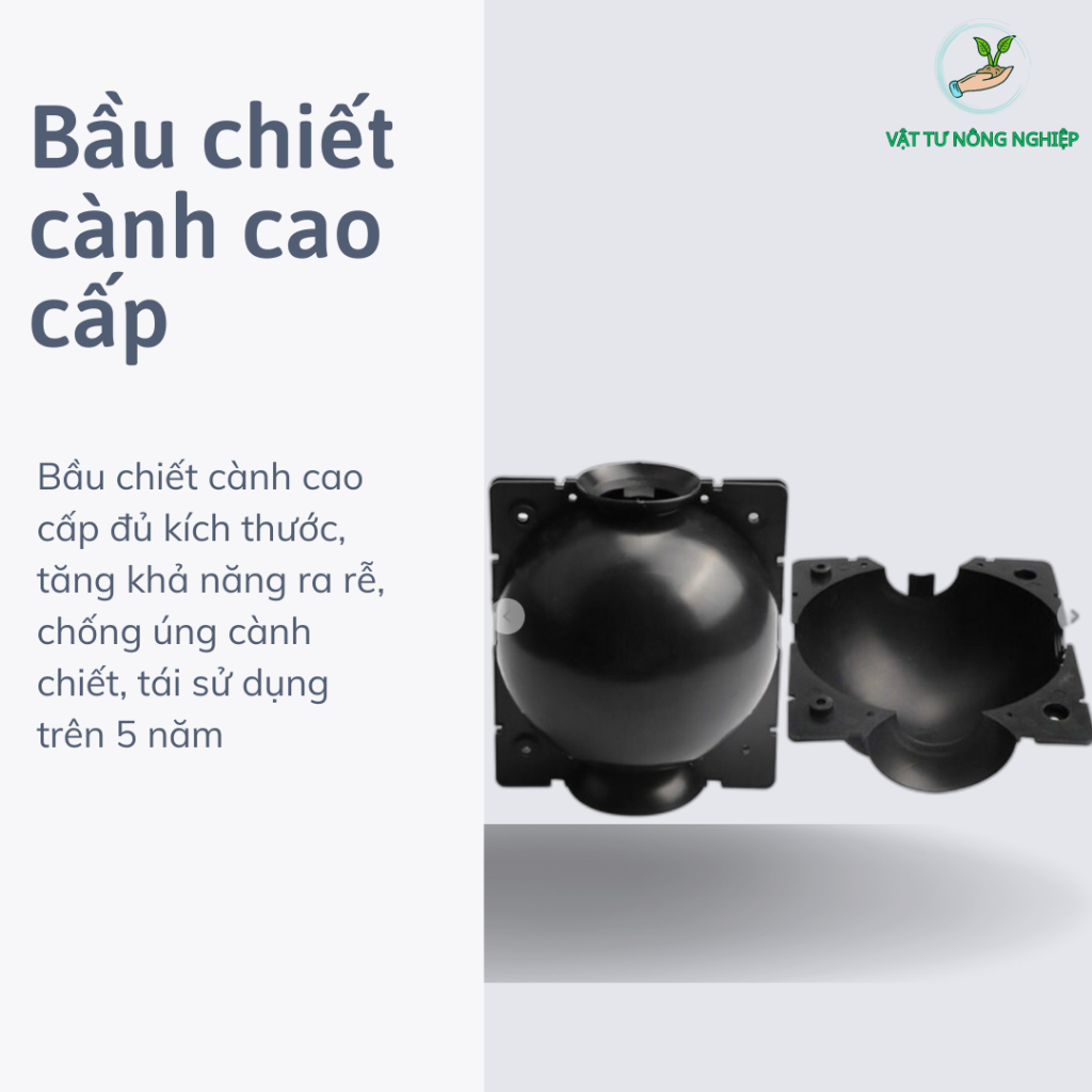 Bầu Chiết Cành Cao Cấp - Hàng Chất Lượng Cao