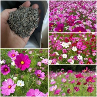  Hạt giống hoa sao nhái hồng Gói 10g 