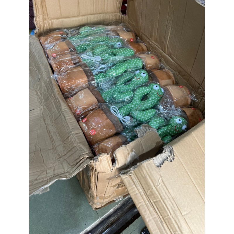 Cây xương rồng nhạc việt, nhảy múa, ghi âm