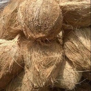Dừa khô gọt vỏ Bến Tre vành từ 35cm