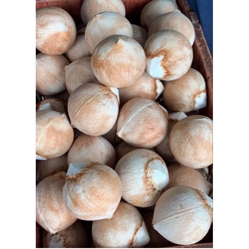 Dừa xiêm Bến Tre trọng lượng từ 400g trở lên