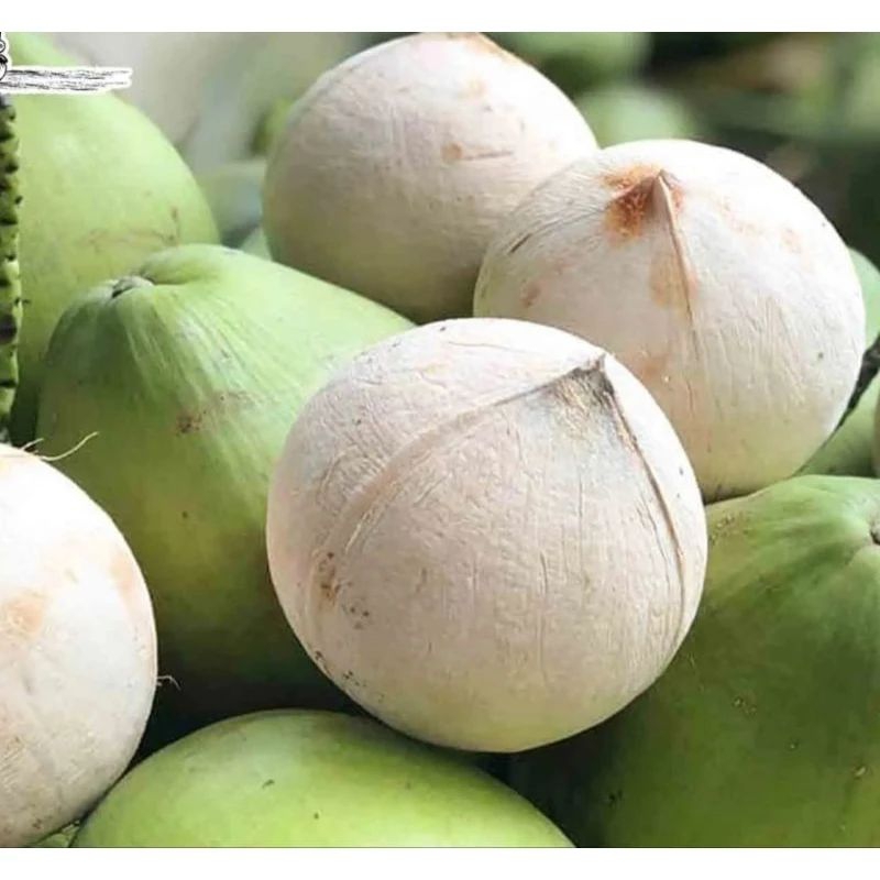 Dừa xiêm Bến Tre trọng lượng từ 400g trở lên