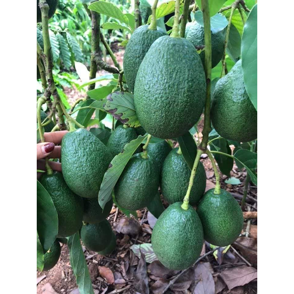 Bơ booth dẻo ngon , không sơ chỉ  1kg