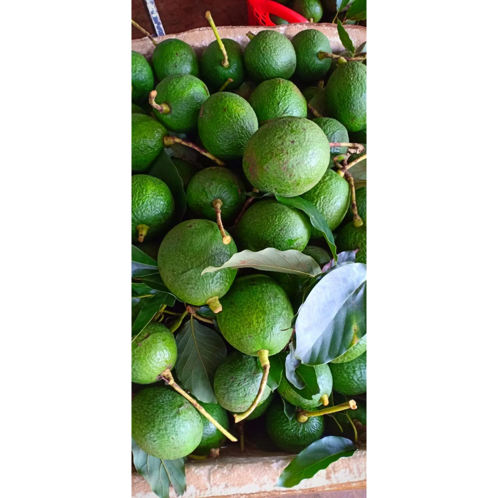 Bơ booth dẻo ngon , không sơ chỉ  1kg