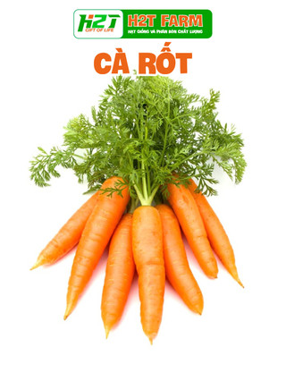 Hạt giống cà rốt củ to f1 - h2t farm