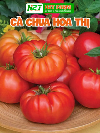 Hạt giống cà chua hoa thị - h2t farm