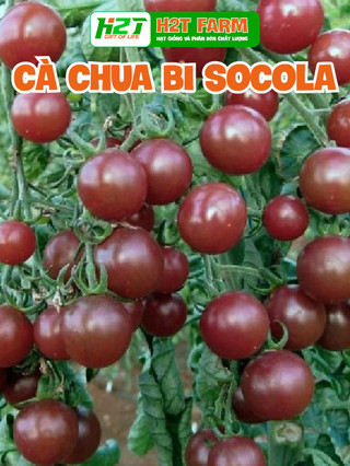 Hạt giống Cà Chua Cherry đen, Cà Chua Cherry Socola - h2t farm