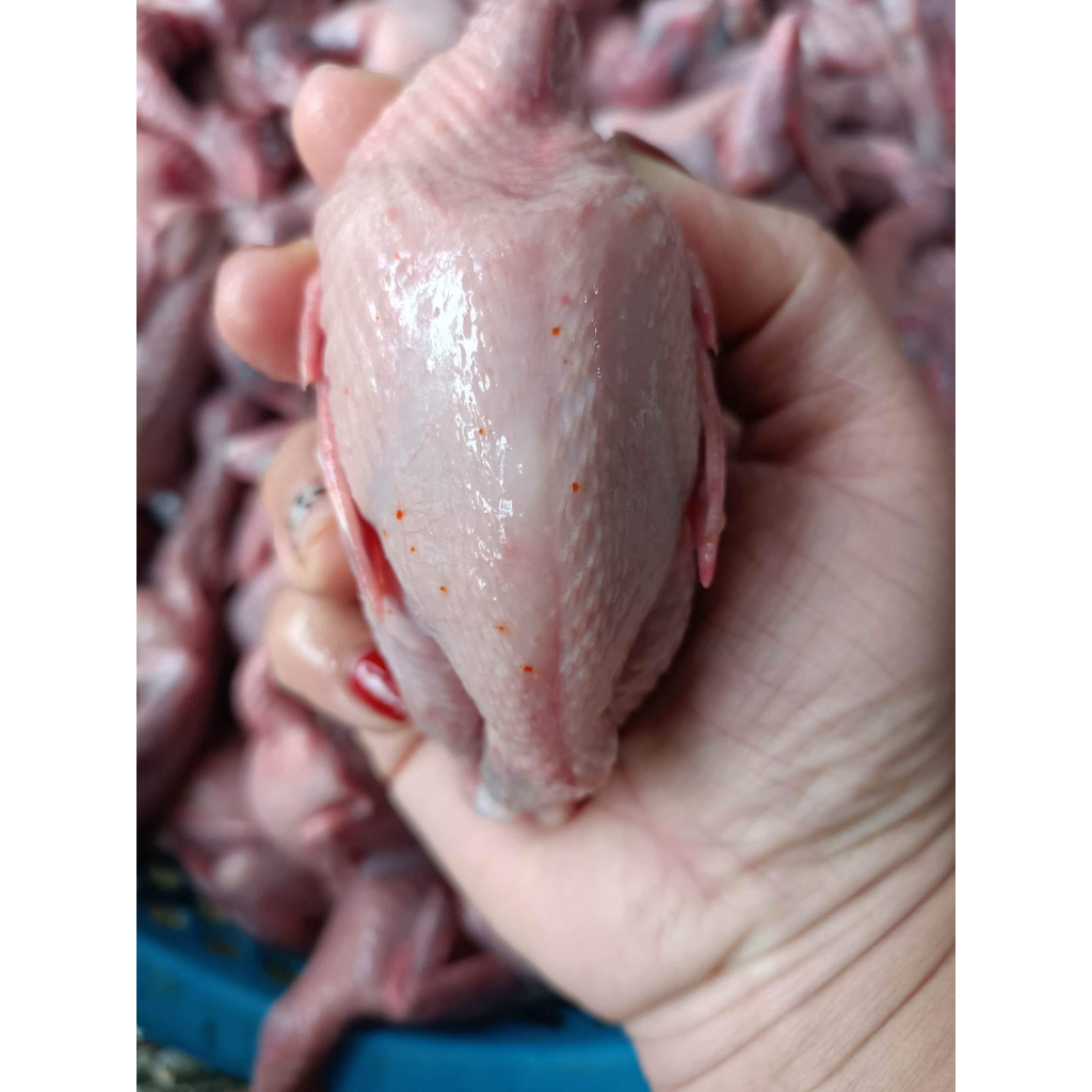 Chim Cút 10 con/khay 70k