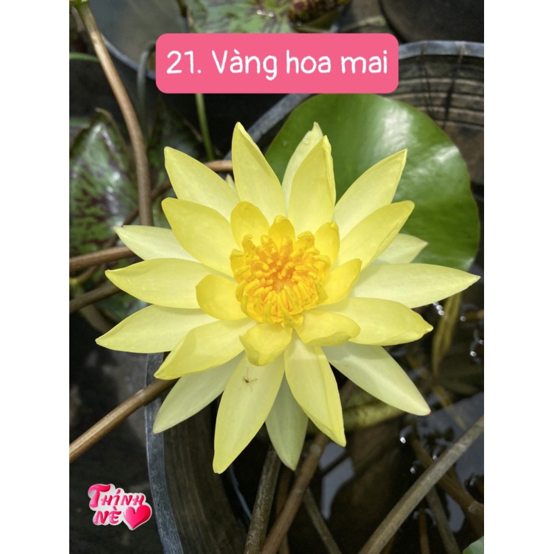 CỦ GIỐNG SÚNG THÁI VÀNG (dòng súng mini) - 1 củ