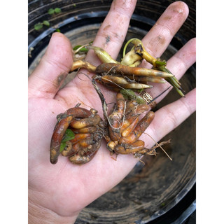 CỦ GIỐNG SÚNG THÁI VÀNG (dòng súng mini) - 1 củ