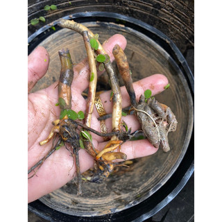 CỦ GIỐNG SÚNG THÁI VÀNG (dòng súng mini) - 1 củ