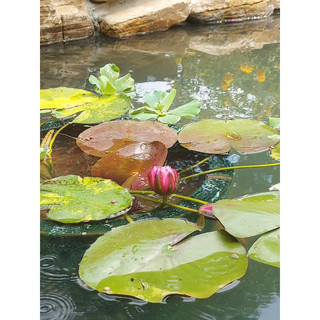 CỦ GIỐNG SÚNG THÁI VÀNG (dòng súng mini) - 1 củ