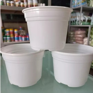Chậu nhựa trồng sen đá, xương rồng Tân Tường Khang