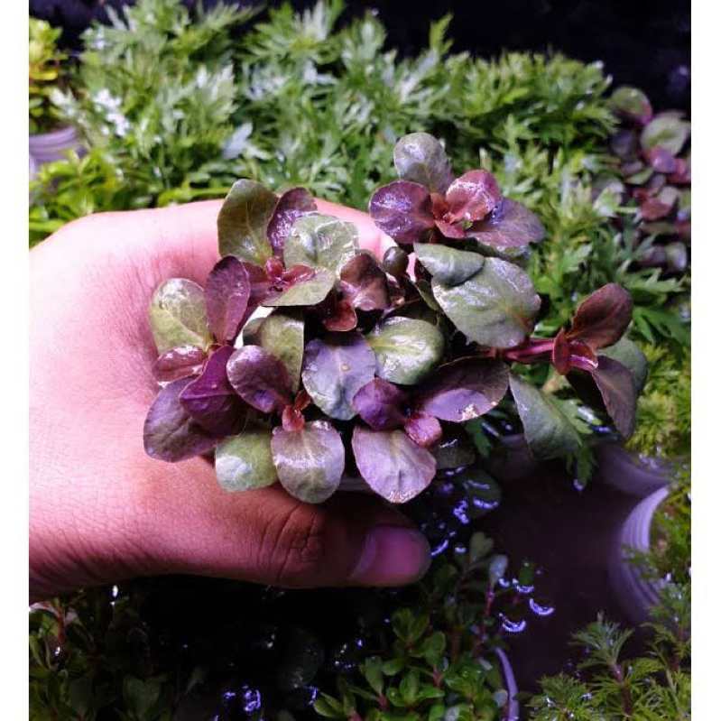 CÂY THỦY SINH HỒNG BA TIÊU-20K/3NGỌN