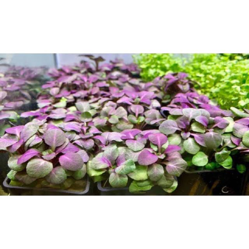 CÂY THỦY SINH HỒNG BA TIÊU-20K/3NGỌN