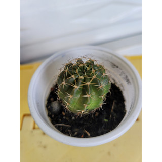 Xương rồng lobi size 2cm