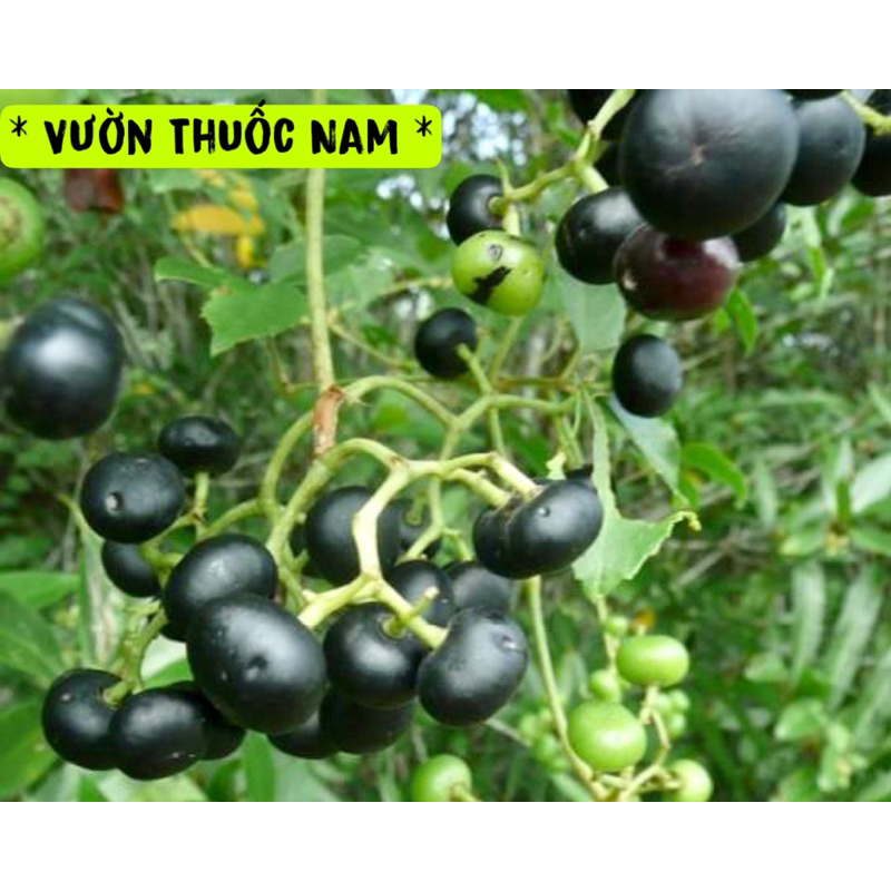 Trái giác miền tây kho cá ,nho rừng miền tây 1kg