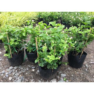 Cây hoa lài ta, hoa lài làm trà cao 30-40cm chịu nắng tốt