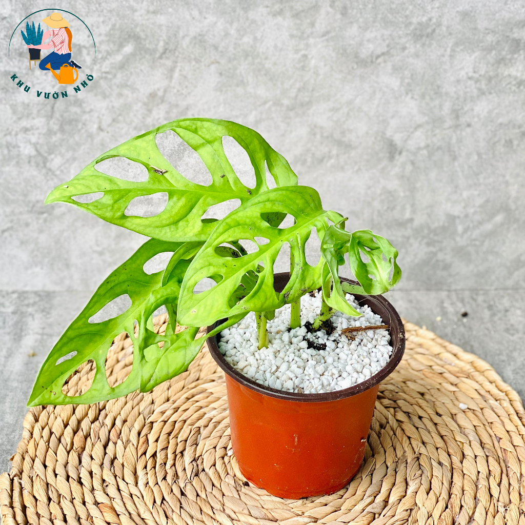 Cây trầu bà để bàn làm việc, trang trí phòng ngủ, phòng khách