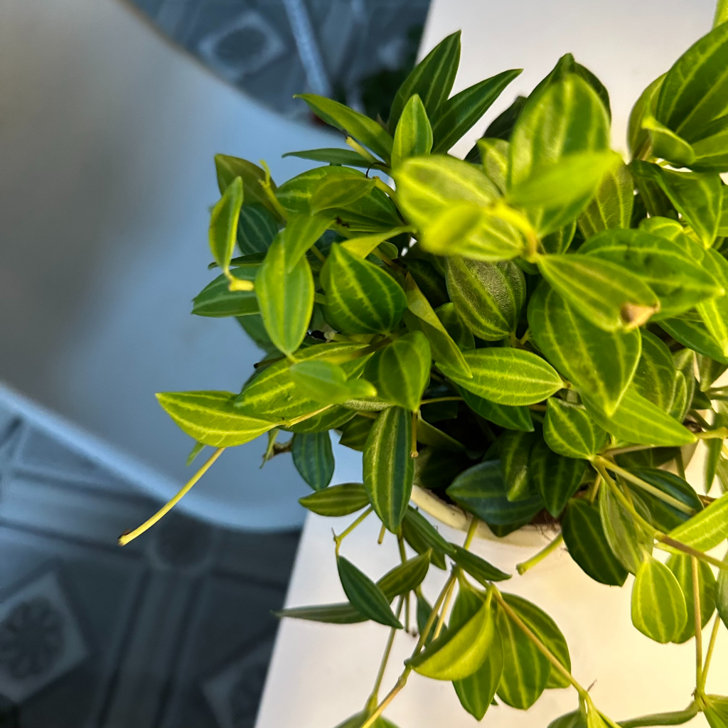 Cây bình an - bình an thủy sinh Cao 20cm mang bìn an may mắn trang trí bàn làm việc