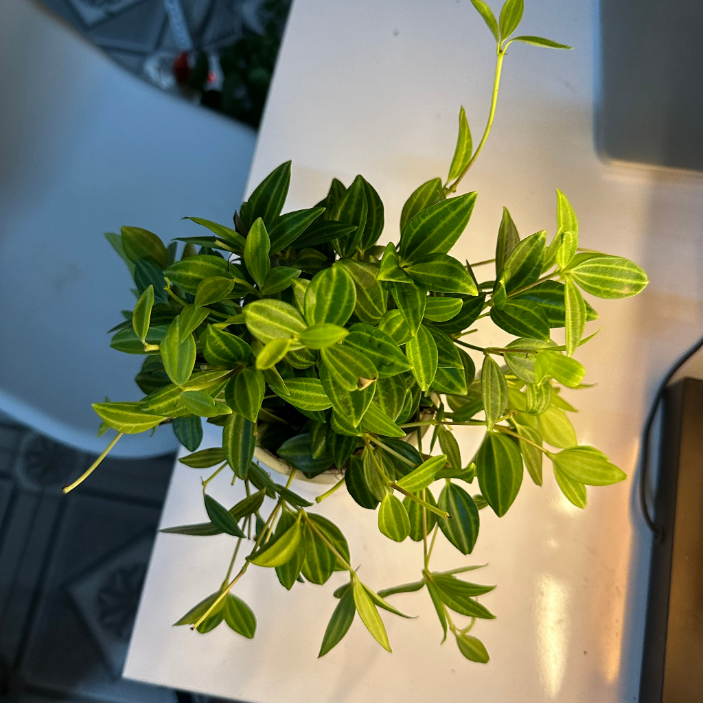 Cây bình an - bình an thủy sinh Cao 20cm mang bìn an may mắn trang trí bàn làm việc