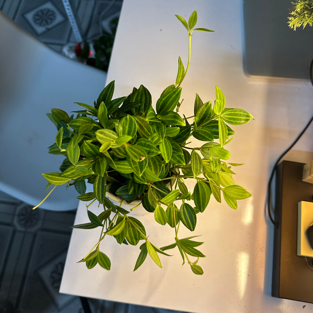 Cây bình an - bình an thủy sinh Cao 20cm mang bìn an may mắn trang trí bàn làm việc