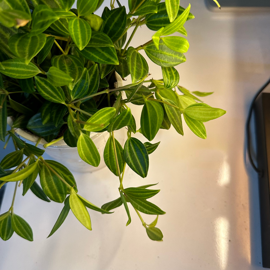 Cây bình an - bình an thủy sinh Cao 20cm mang bìn an may mắn trang trí bàn làm việc