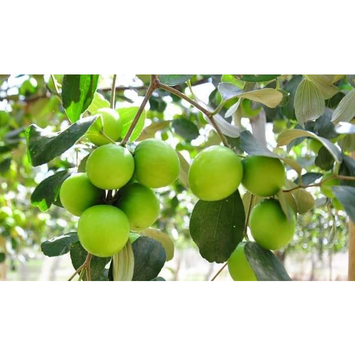 CÂY TÁO  THÁI GIỐNG F1 SIÊU QUẢ