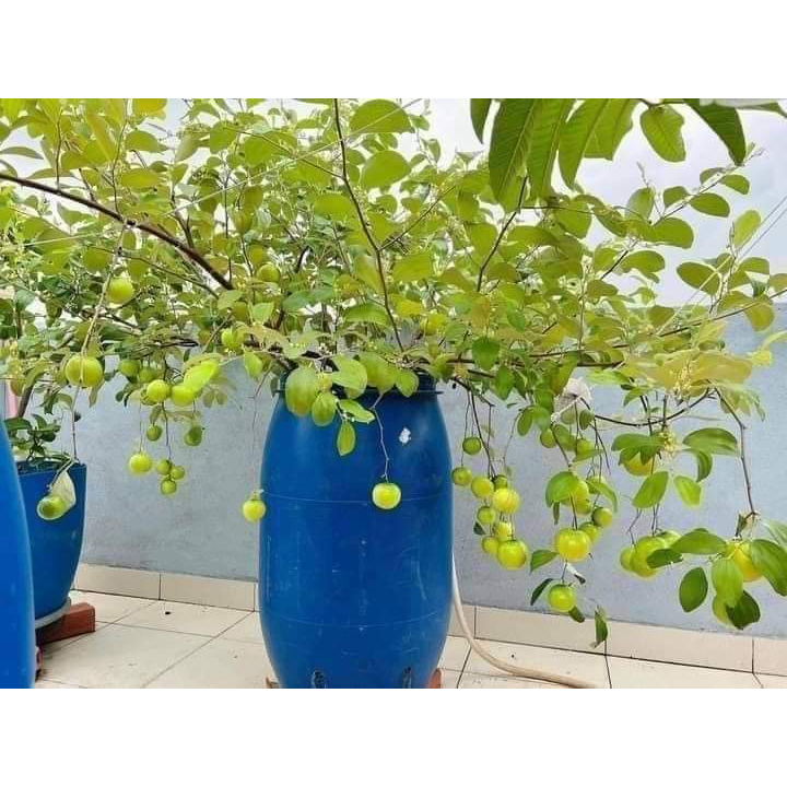 CÂY TÁO  THÁI GIỐNG F1 SIÊU QUẢ