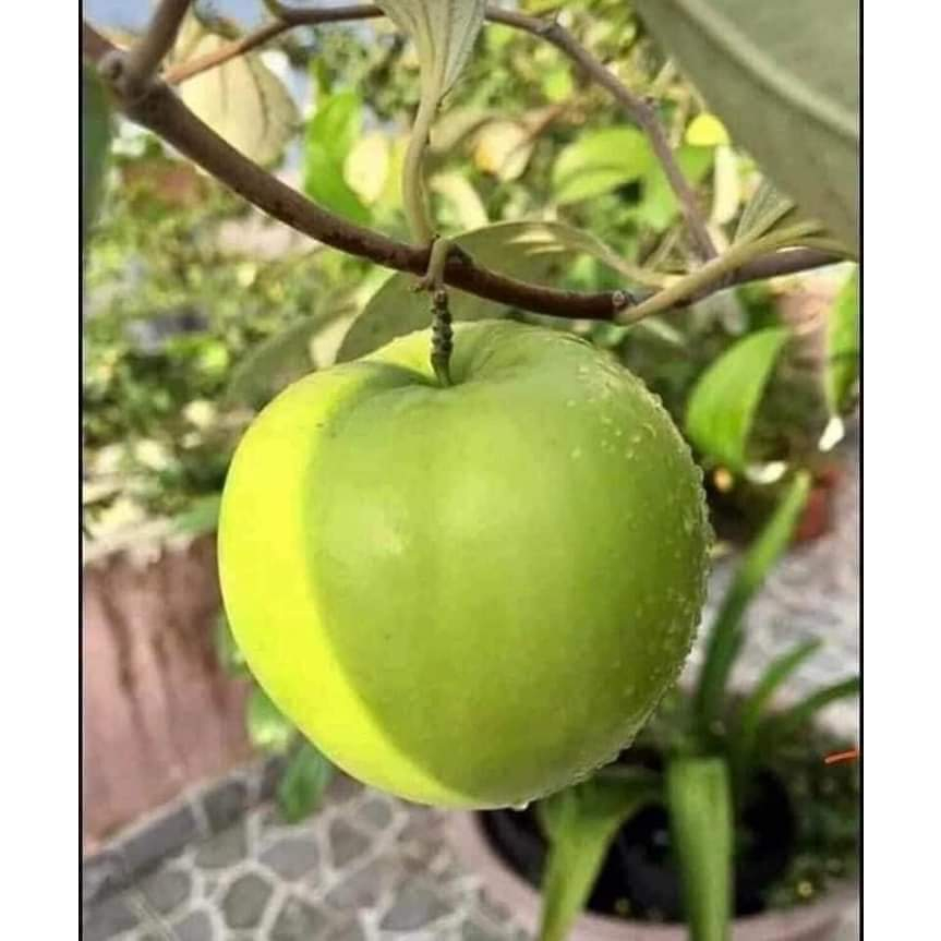 CÂY TÁO  THÁI GIỐNG F1 SIÊU QUẢ