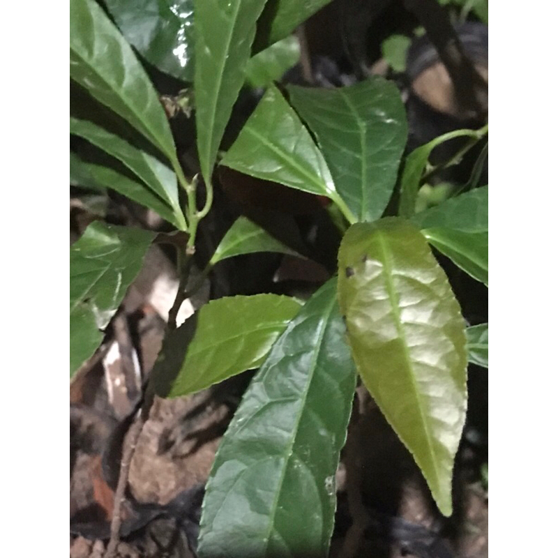 Cây đơn lá đỏ có bầu đất cây sống khoẻ