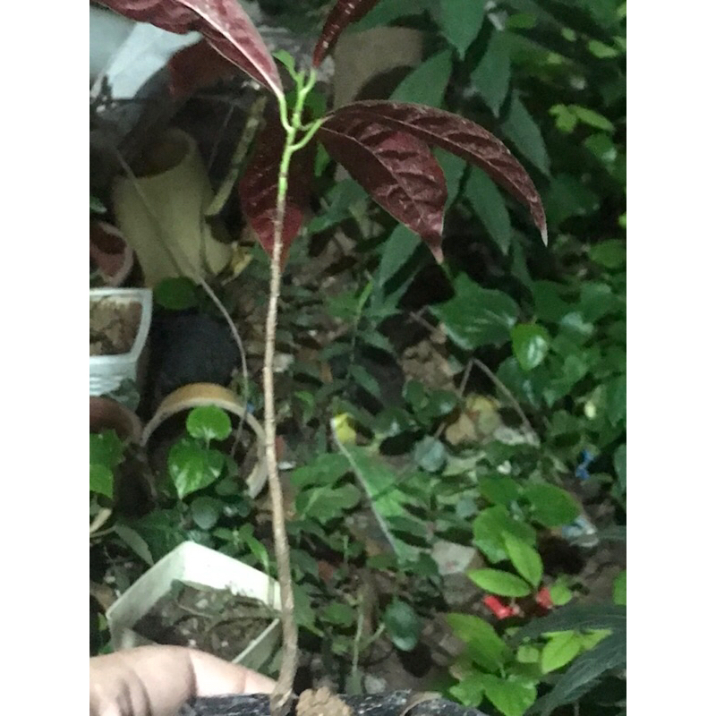 Cây đơn lá đỏ có bầu đất cây sống khoẻ