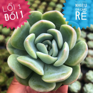 siêu giảm giá sen đá mặt trăng giống mới