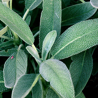 Lá xô thơm khô nghiền - Sage Rubbed 10g