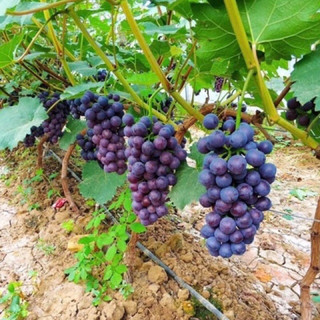 cây giống nho hạ đen(1cây cao 35cm)