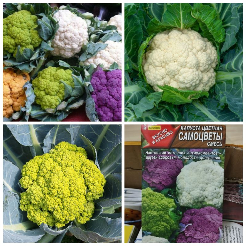 Hạt giống bông cải mix 3 màu Ngà F1