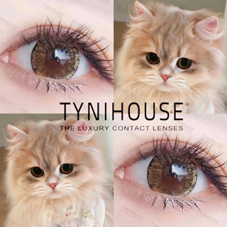 [1 CẶP] Kính Áp Tròng Lens Mắt NÂU Tây Mắt Mèo ICY BROWN Size Giãn To 14.5mm Cận [0-6] Kèm Khay