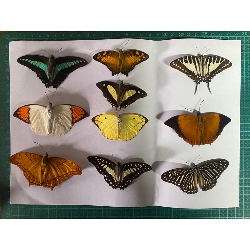 Bướm mộc (Set 10 con)