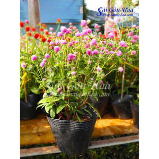 Hạt Giống Hoa Cúc Bách Nhật 200 Hạt