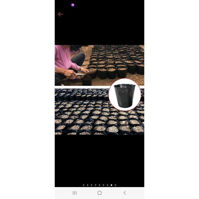 Combo 100, 50, 10 cái bầu ươm cây giống 8x8