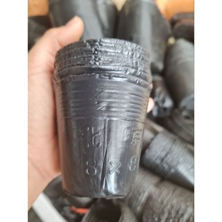 1 lạng bầu đen ươm cây giống size nhỏ 8x8, 9x9, 10x10, 12x10