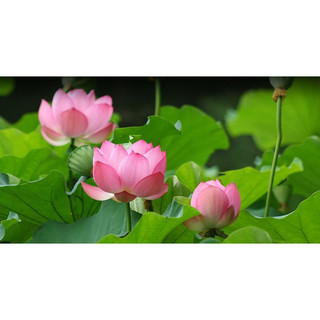 Hạt Giống Hoa Sen Lớn (Sen Ta) 10 Hạt