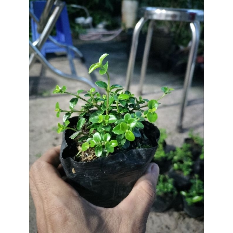 Cây sam hương hương mini