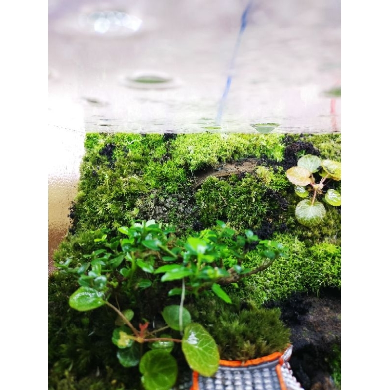 Cây sam hương hương mini