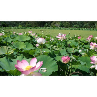 Hạt Giống Hoa Sen Lớn (Sen Ta) 10 Hạt