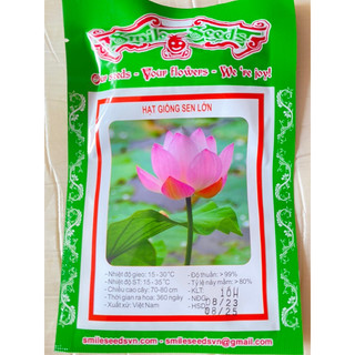 Hạt Giống Hoa Sen Lớn (Sen Ta) 10 Hạt